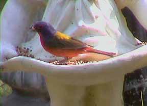 Painted Bunting