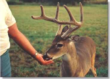 Visitors love the Deer in Texas!
